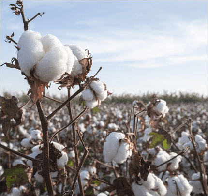 Imagem com link da cultura de Cotton