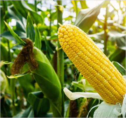 Imagem com link da cultura de Corn
