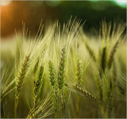 Imagem com link da cultura de Wheat