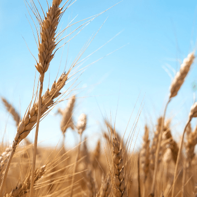 Imagem com link da cultura de Wheat