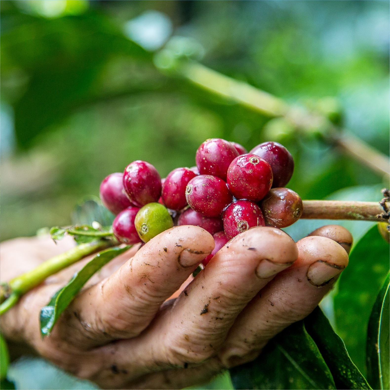 Imagem da noticia ¿Cuáles son los desafíos que enfrentan  los productores en el cultivo del café?
